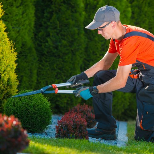 Professional Gardener at Work